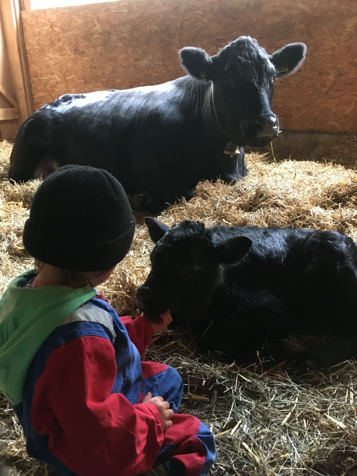 S’approcher d’aussi près d’une vache mère et même caresser son veau, c’est possible uniquement à la maison, où Reto et Käthi connaissent parfaitement les animaux.