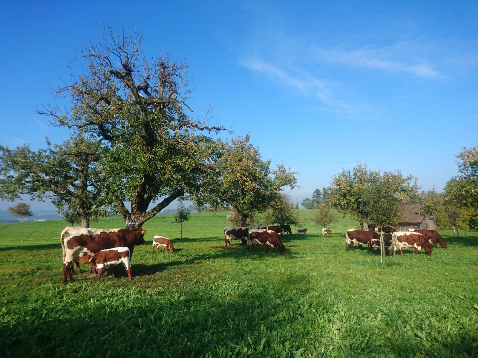 Les pâturages verdoyants et l’ombre des arbres haute-tige font le bonheur des vaches allaitantes et de leurs veaux.
