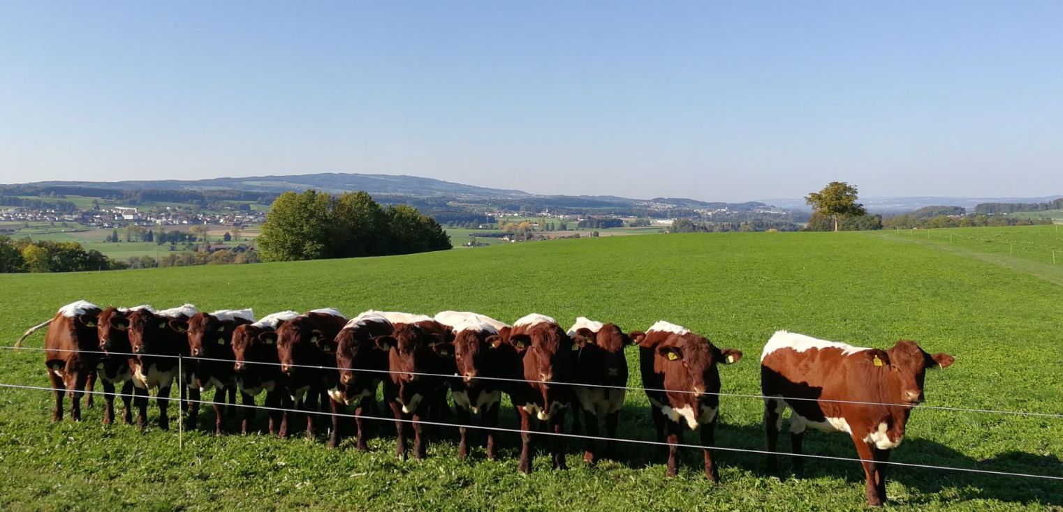 Les animaux de la famille Probst appartiennent à la race Pinzgauer. Les motifs particuliers de leur robe et sa belle couleur acajou attirent l’œil de tous les visiteurs.