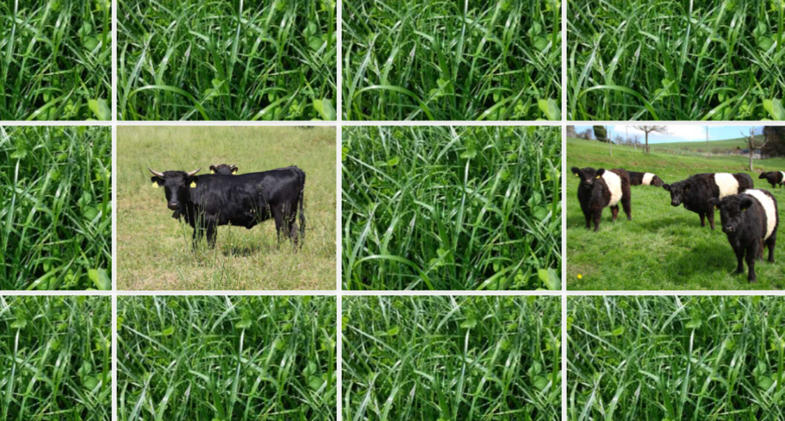 Cartes memory avec de l'herbe, deux sont retournées. Sur une carte, on voit des bovins Galloway et sur l'autre des Dexter à cornes dans un pré.