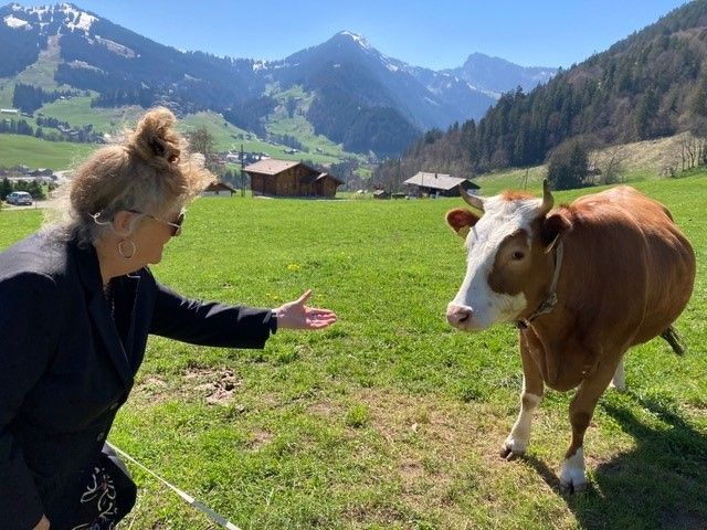 Marie Henchoz tend la main à une vache Simmental par-dessus une clôture.